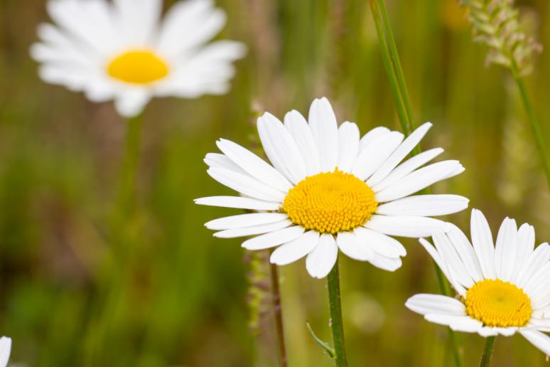 Rosette RUYTINGS