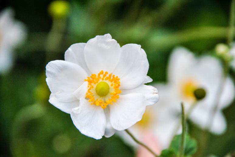 Rosette RUYTINGS